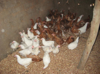 04 Les 75 Poules De Bernadette